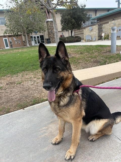 QUEENIE - German Shepherd Dog available for adoption