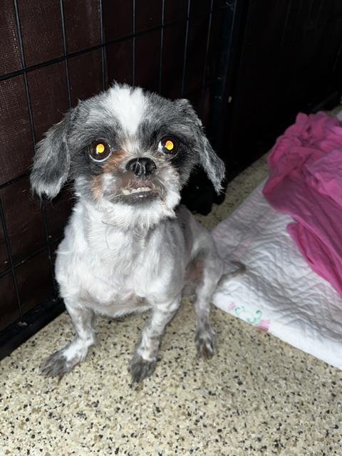 PRINCESS KNEESAA - Shih Tzu available for adoption
