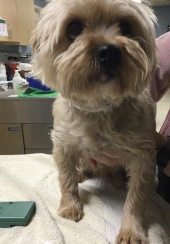 KIWI - Yorkshire Terrier Yorkie available for adoption