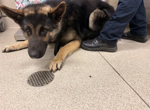 NEO - German Shepherd Dog available for adoption