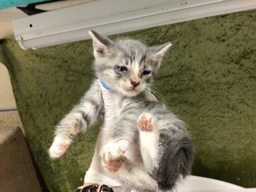 LUKE - Domestic Short Hair available for adoption