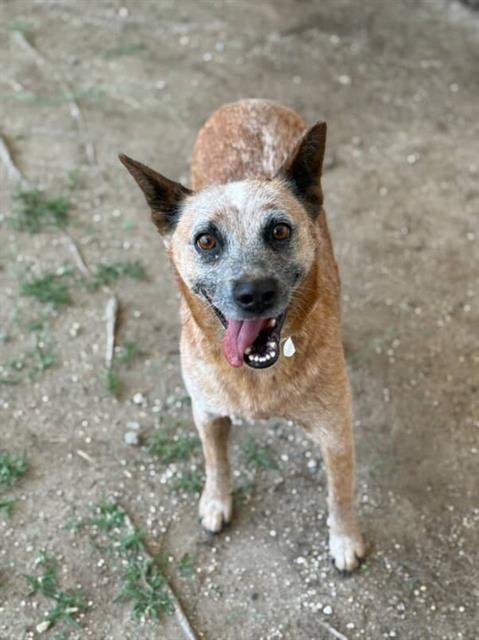 NIKKI - Australian Cattle Dog/Blue Heeler available for adoption