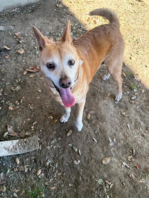 PEBBLES - Terrier available for adoption