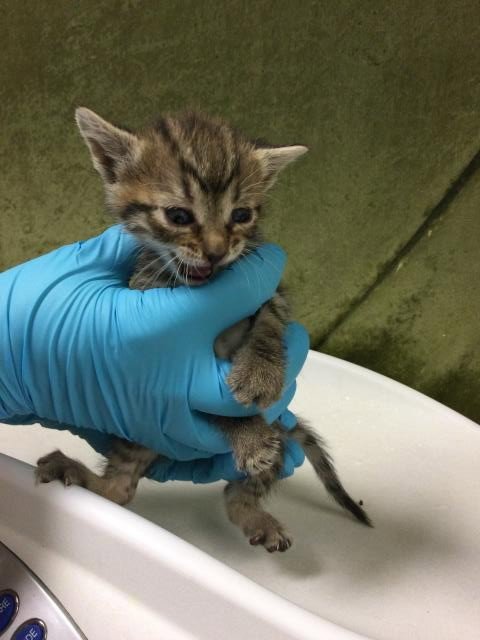 PIKACHU - Domestic Short Hair available for adoption