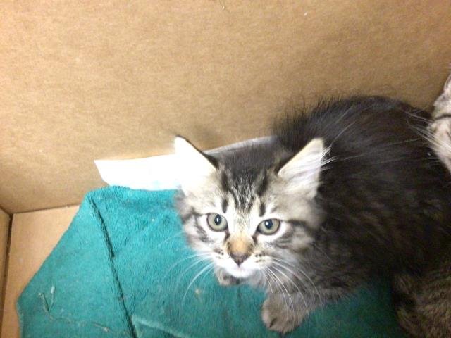 WANDA - Domestic Medium Hair available for adoption