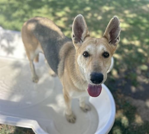 FREYA - German Shepherd Dog available for adoption