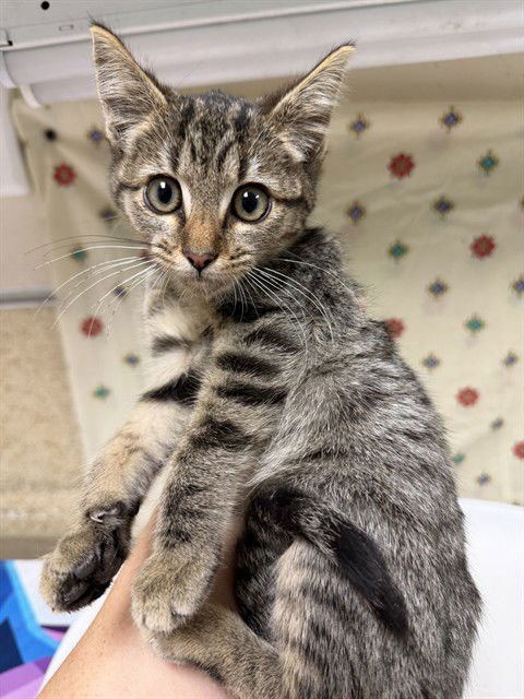 MELONY - Domestic Short Hair available for adoption