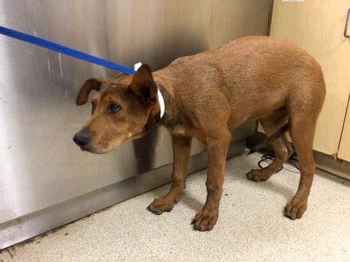 GINGER - Redbone Coonhound available for adoption