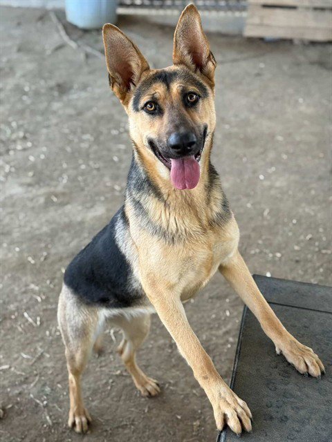 EMER - German Shepherd Dog available for adoption