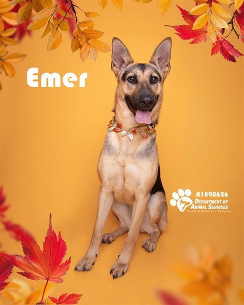 EMER - German Shepherd Dog for adoption in Fontana