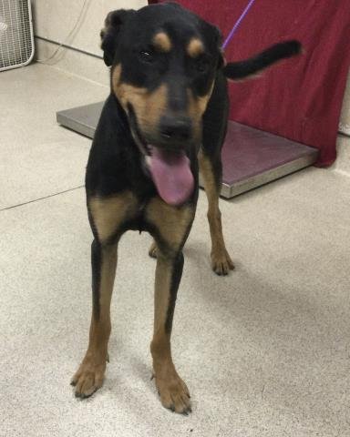 BUCKAROO - Doberman Pinscher available for adoption