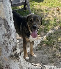 ACE - Photo 1