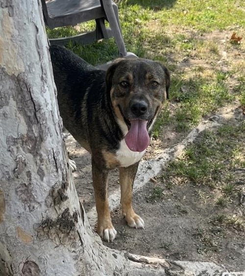 ACE - German Shepherd Dog available for adoption