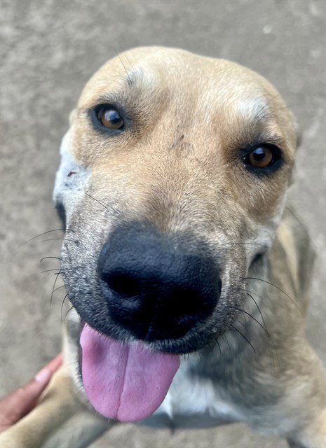 MUSTANG - Pit Bull Terrier available for adoption