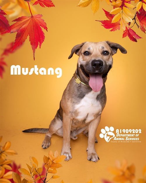 MUSTANG - Pit Bull Terrier for adoption in Fontana