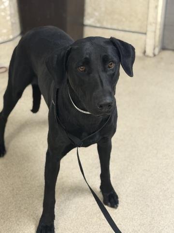 WINNIE - Labrador Retriever available for adoption