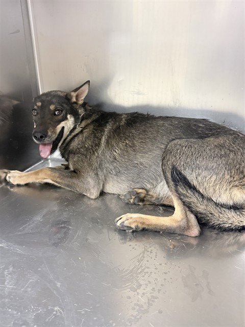 ARI - German Shepherd Dog available for adoption
