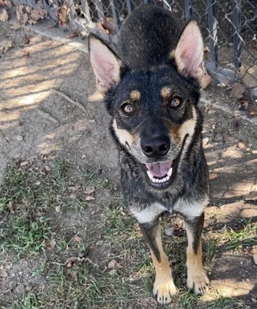 ARI - German Shepherd Dog available for adoption