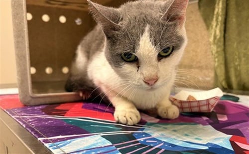 TRIXIE - Domestic Short Hair available for adoption