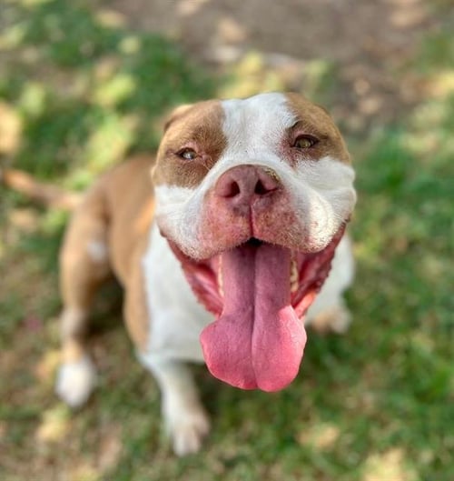 LUNA - Pit Bull Terrier / American Bulldog available for adoption