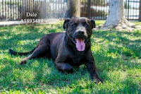 DALE - Photo 1