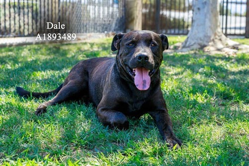 DALE - Labrador Retriever for adoption in Fontana