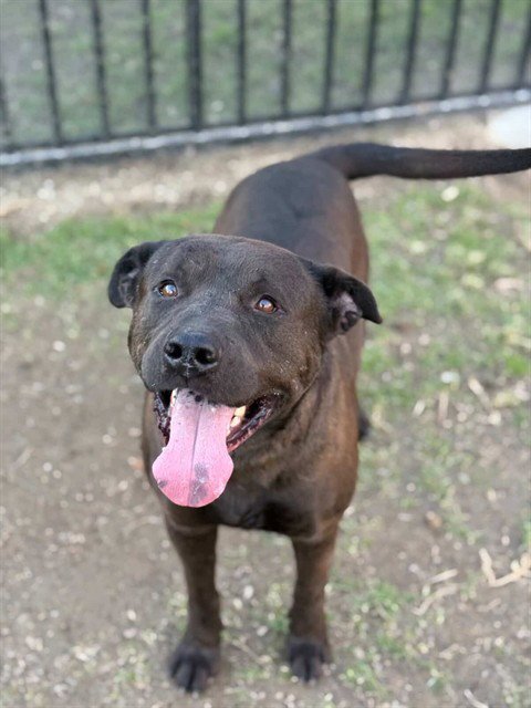 DALE - Labrador Retriever available for adoption