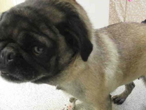 MAUI - Pug available for adoption