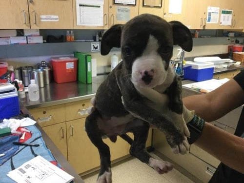 ROSE - Boxer available for adoption