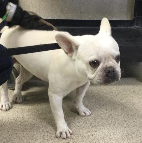 DAFFODIL - French Bulldog available for adoption