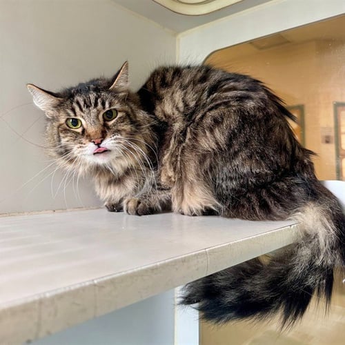 ROBIN - Domestic Short Hair available for adoption
