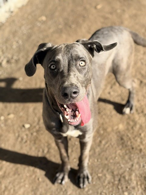 BLING - Great Dane available for adoption