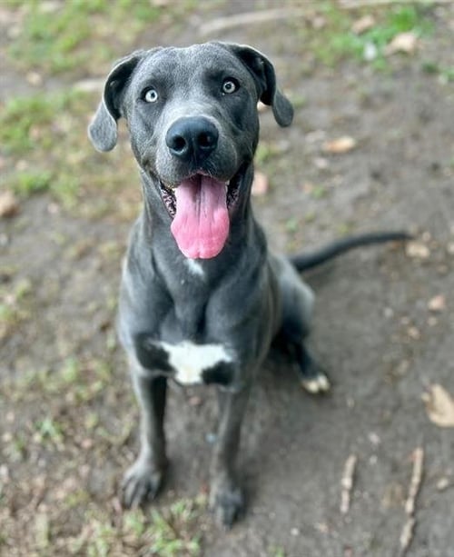 BLING - Great Dane available for adoption