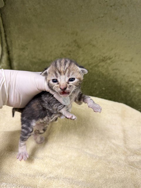 LILO - Domestic Short Hair available for adoption