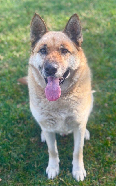 MAX - German Shepherd Dog available for adoption