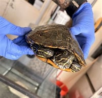 DONATELLO - Photo 1