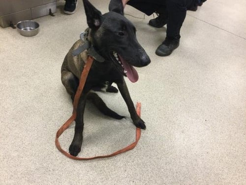 KILO - Belgian Shepherd Malinois available for adoption