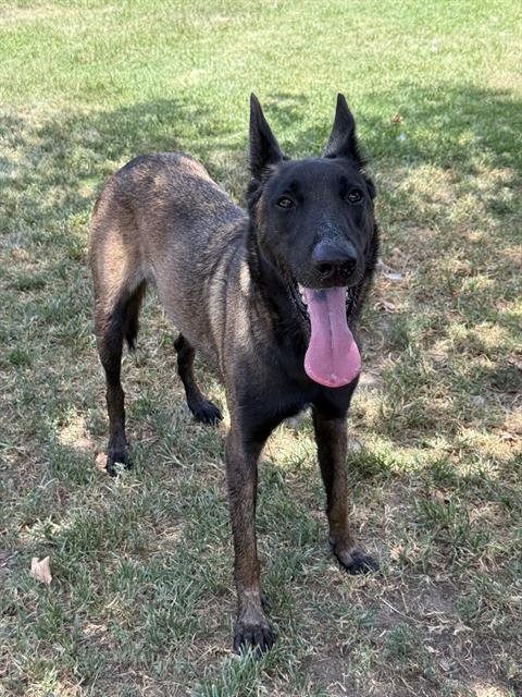KILO - Belgian Shepherd Malinois available for adoption