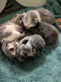 MALIKAI - Photo 1