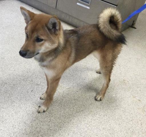 MOCHI - Shiba Inu available for adoption