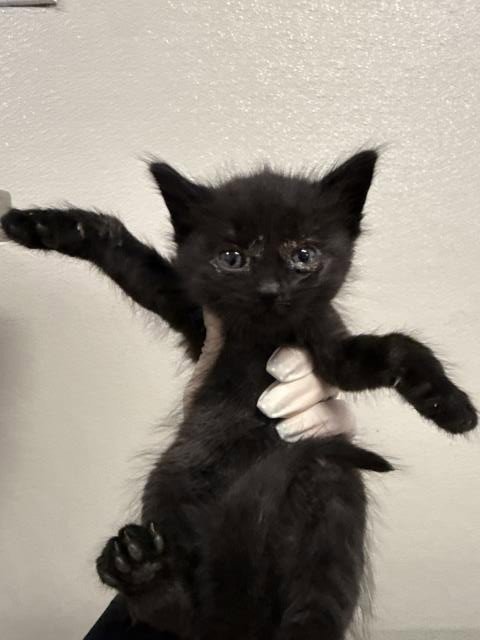 JUAN - Domestic Short Hair available for adoption