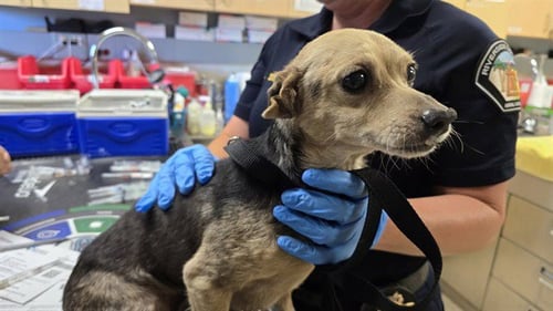 LUPE - Chihuahua available for adoption