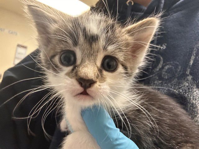 BRANDON - Domestic Short Hair available for adoption