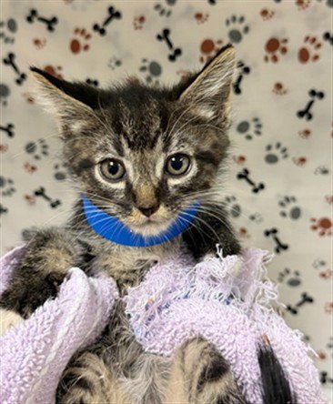 LUKE - Domestic Short Hair available for adoption