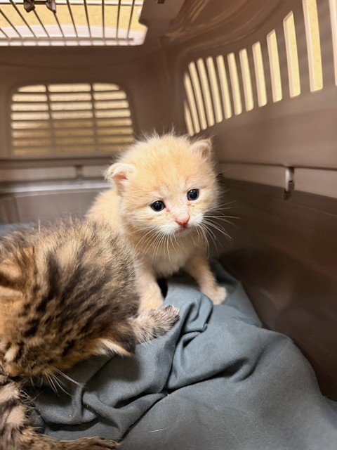 A1926404 - Domestic Short Hair available for adoption