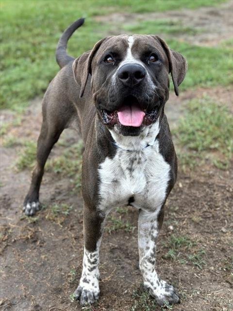 CHECKERS - Pit Bull Terrier available for adoption