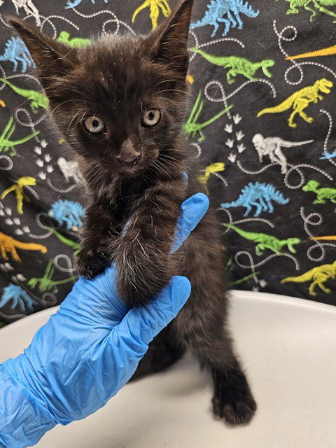 GALAXY - Domestic Short Hair available for adoption