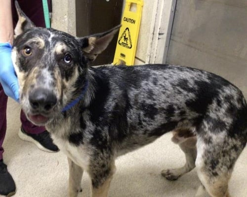 FELLA - Australian Cattle Dog/Blue Heeler available for adoption