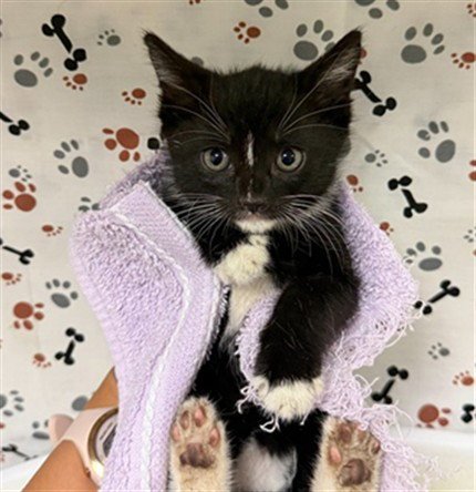LYLA - Domestic Short Hair available for adoption