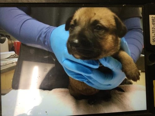DOT - Pit Bull Terrier / German Shepherd Dog available for adoption